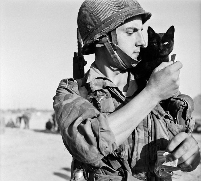 Кошки на войне (30 фото)