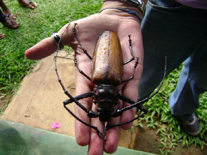 Самый большой в мире жук (15 фото)