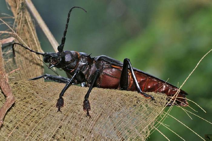Самый большой в мире жук (15 фото)