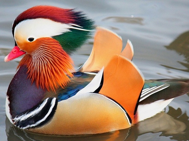 Самая красивая утка — мандаринка (13 фото + видео)