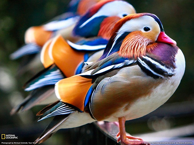 Самая красивая утка — мандаринка (13 фото + видео)