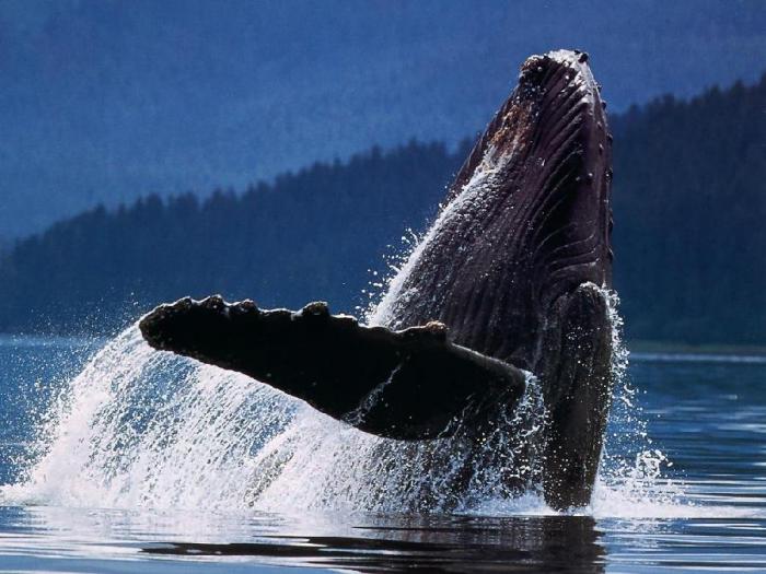 Самый одинокий кит в мире (5 фото + текст)