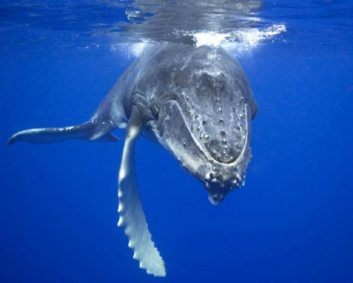 Самый одинокий кит в мире (5 фото + текст)