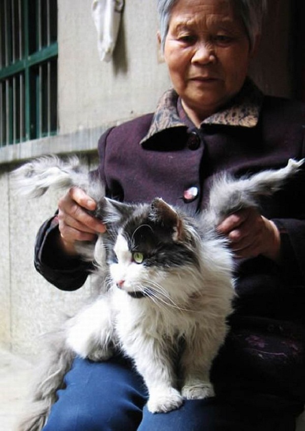 В Китае живёт кот с крыльями (3 фото + текст)