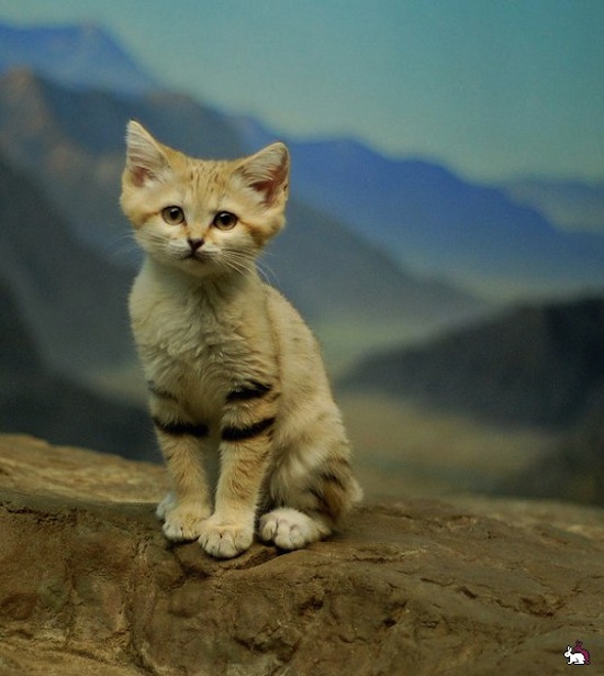 Существует порода кошек, живущих только в пустынях