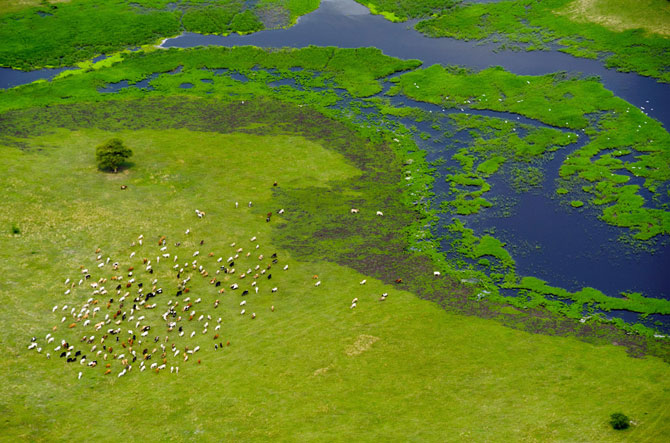 Непроходимые болота Судд в Южном Судане