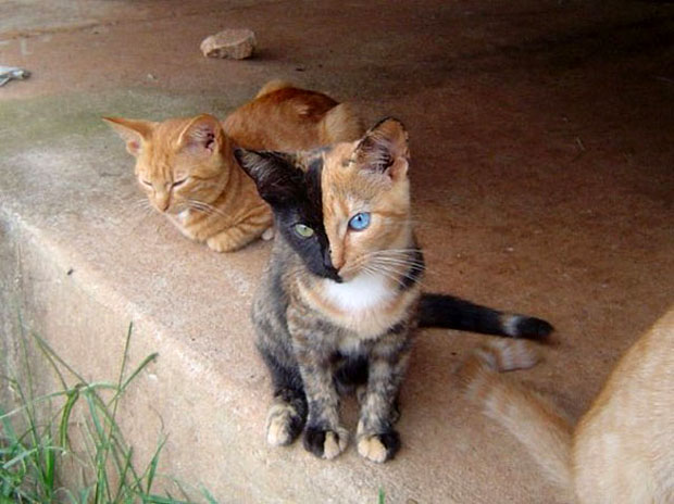 Необычная двуликая кошка-химера стала звездой Интернета (7 фото + видео)