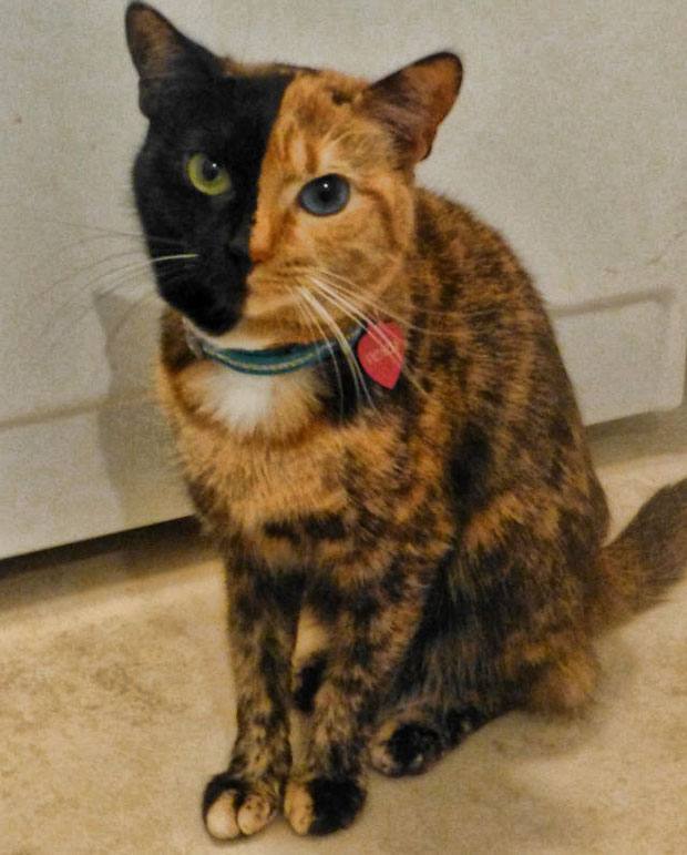 Необычная двуликая кошка-химера стала звездой Интернета (7 фото + видео)