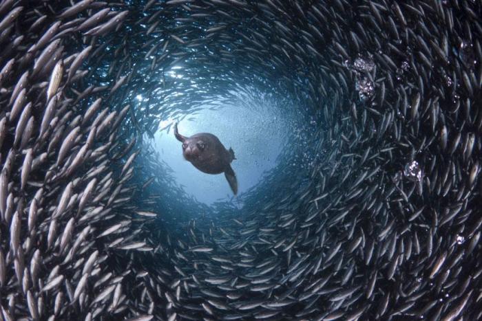 Подводные фотографии Дэвида Флитэма (15 фото)