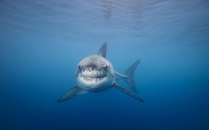 Подводные фотографии Дэвида Флитэма (15 фото)