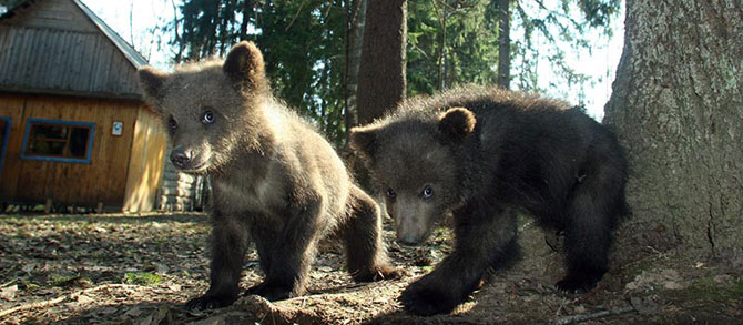 Медвежьи спасатели