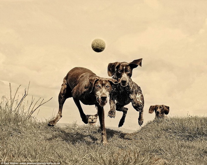 Собаки с друзьями Paul Walker (16 фото)