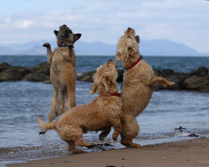 Собаки с друзьями Paul Walker (16 фото)