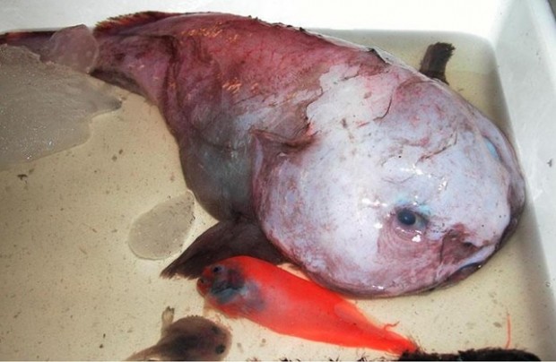 Рыба-капля: Самая печальная рыба на Земле (8 фото + текст)