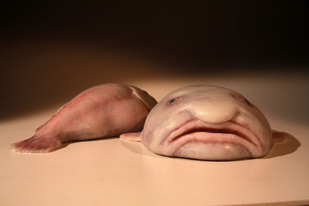 Рыба-капля: Самая печальная рыба на Земле (8 фото + текст)
