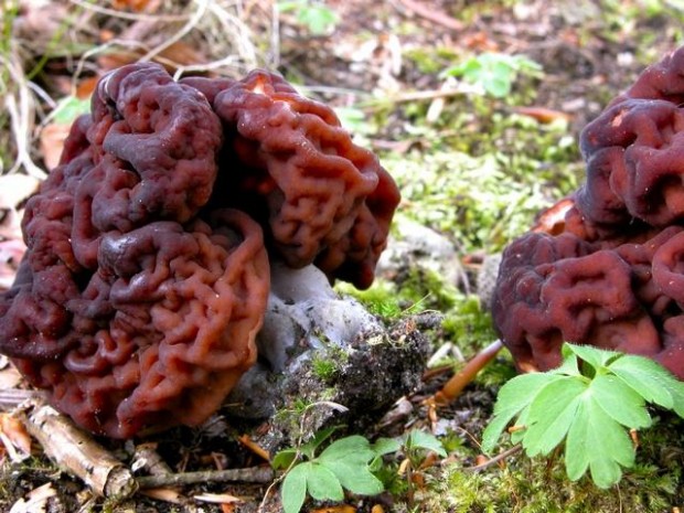 10 самых необычных грибов (11 фото + текст)