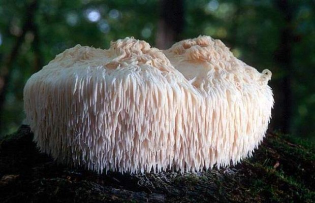 10 самых необычных грибов (11 фото + текст)