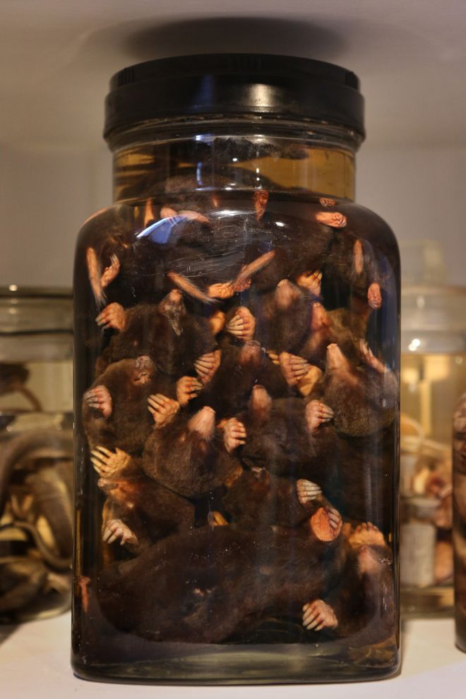 Лондонский музей зоологии и сравнительной анатомии Гранта
