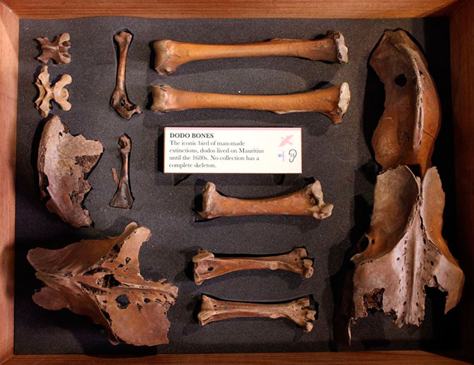 Лондонский музей зоологии и сравнительной анатомии Гранта