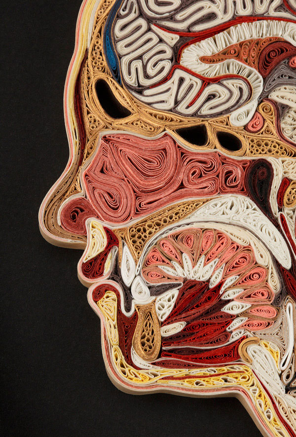 Бумажная анатомия