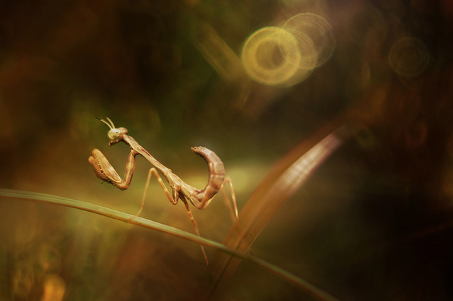 Сюрреальные фото насекомых Pei Ling (19 фото)