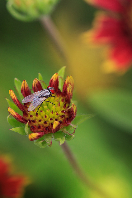 Сюрреальные фото насекомых Pei Ling (19 фото)