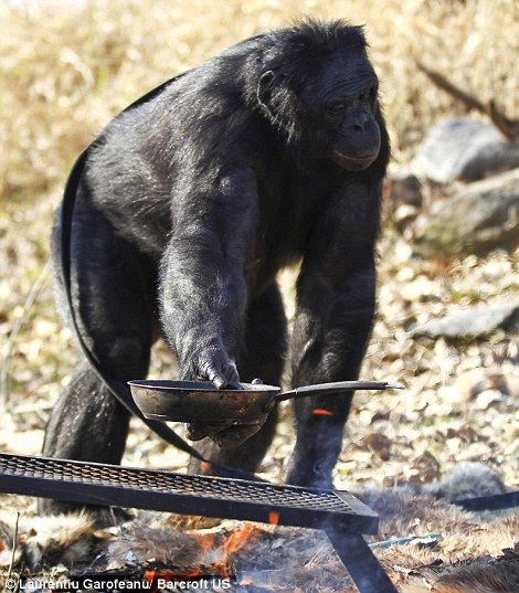 Kanzi - самая умная шимпанзе (12 фото)