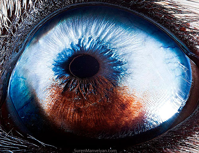 Глаза животных