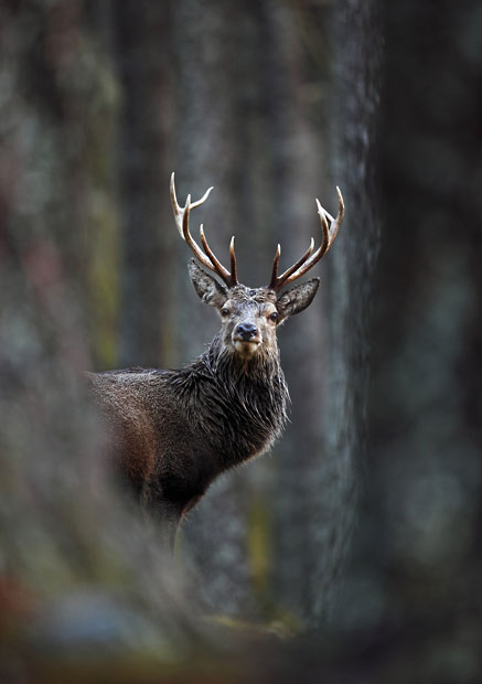 Победители конкурса The British Wildlife Photography Awards 2012