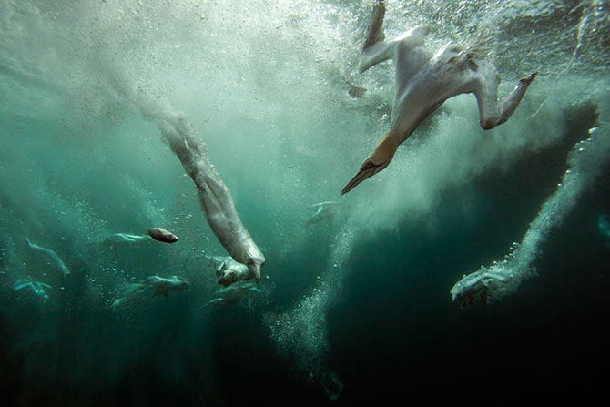 Победители конкурса The British Wildlife Photography Awards 2012