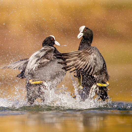 Победители конкурса The British Wildlife Photography Awards 2012