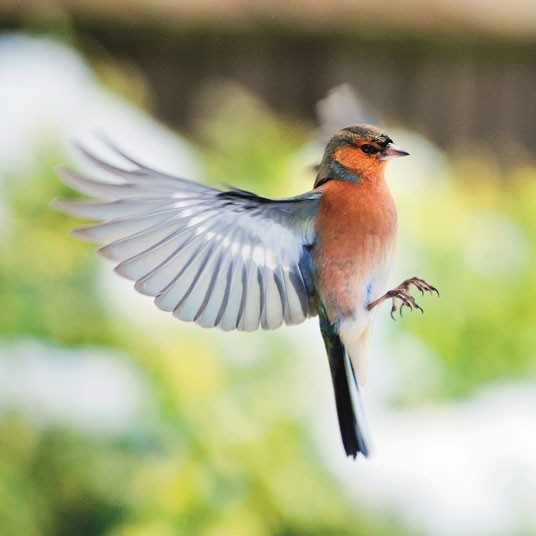 Победители конкурса The British Wildlife Photography Awards 2012