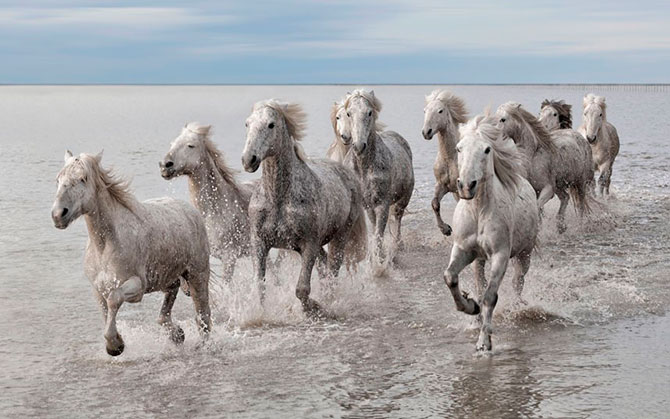 Фотографии животных за неделю