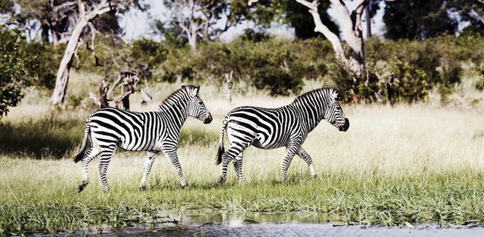 Африканская дикая природа Klaus Tiedge (16 фото)
