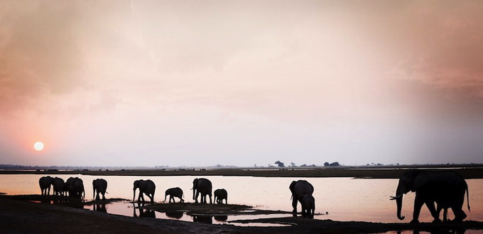 Африканская дикая природа Klaus Tiedge (16 фото)