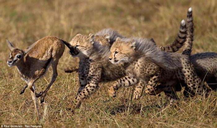 Гепардов учат охотиться (6 фото)