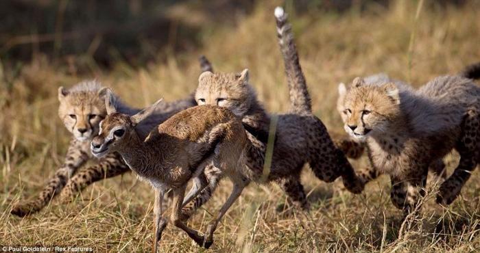 Гепардов учат охотиться (6 фото)