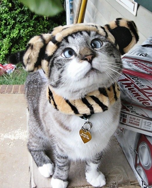 Спанглс - самый милый косоглазый кот в интернете