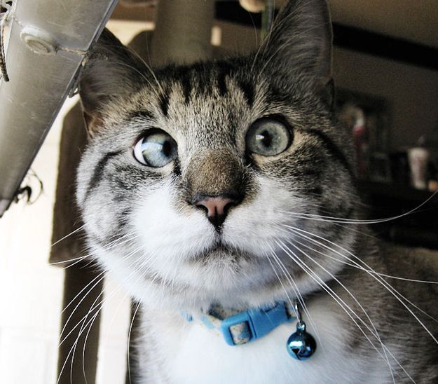 Спанглс - самый милый косоглазый кот в интернете