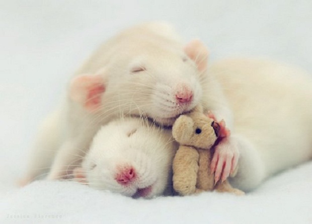 Ученые узнали, что снится крысам
