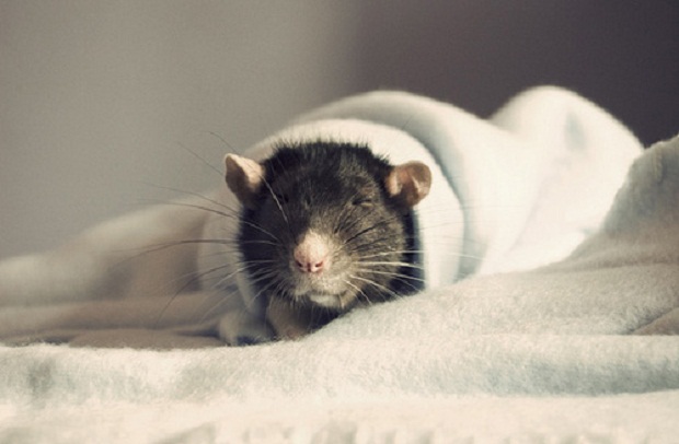 Ученые узнали, что снится крысам