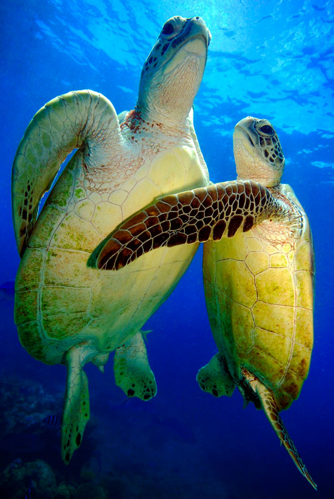 Зелёные черепахи на Большом Барьерном рифе