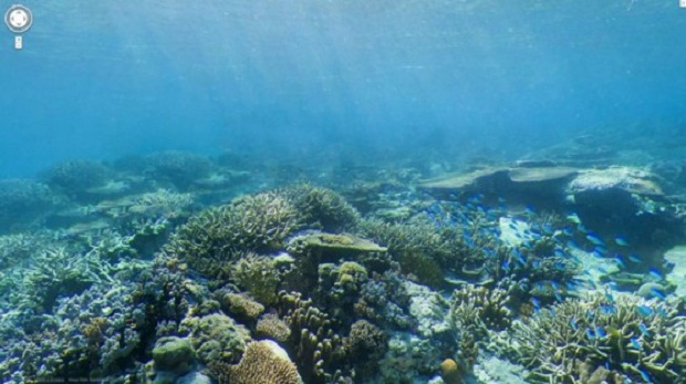 Google позволяет наблюдать за подводным миром (10 фото + видео)