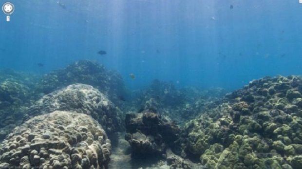 Google позволяет наблюдать за подводным миром (10 фото + видео)
