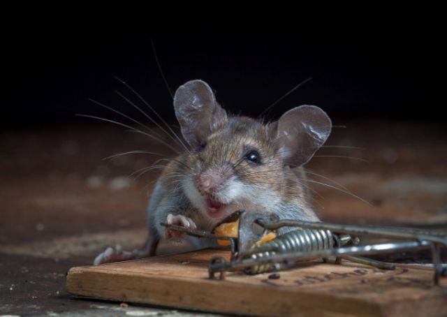 Очень везучая мышка (25 фото)
