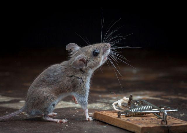Очень везучая мышка (25 фото)