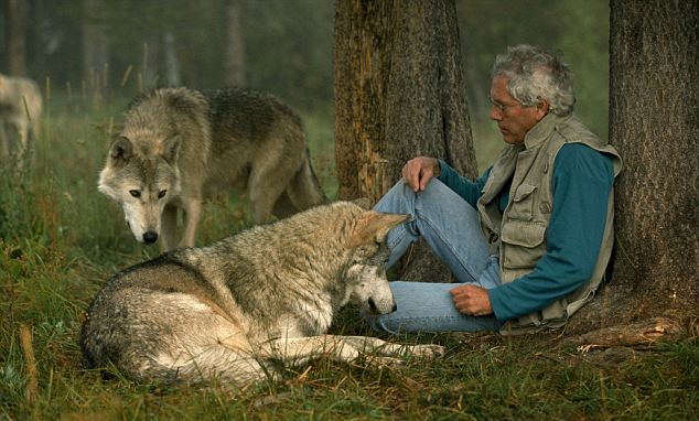 Шесть лет жизни с волками