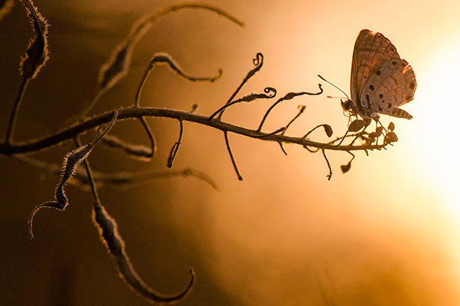 Лучшее с конкурса фотографии National Geographic 2012