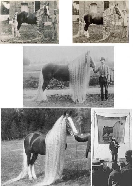 Линус — самая длинногривая и длиннохвостая лошадь в мире (6 фото)