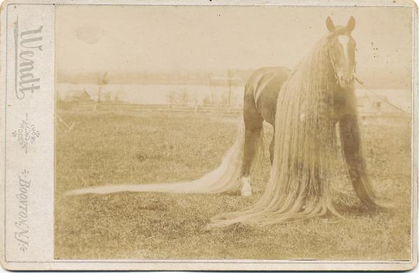 Линус — самая длинногривая и длиннохвостая лошадь в мире (6 фото)